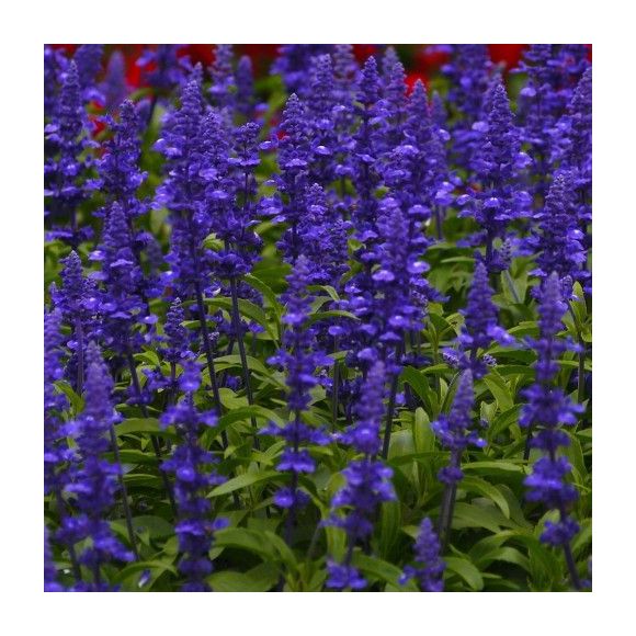 Salvia azul - 1Ud. - 50 Semillas - 20525