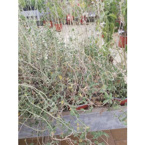 Salvia Cham Isochroma v16