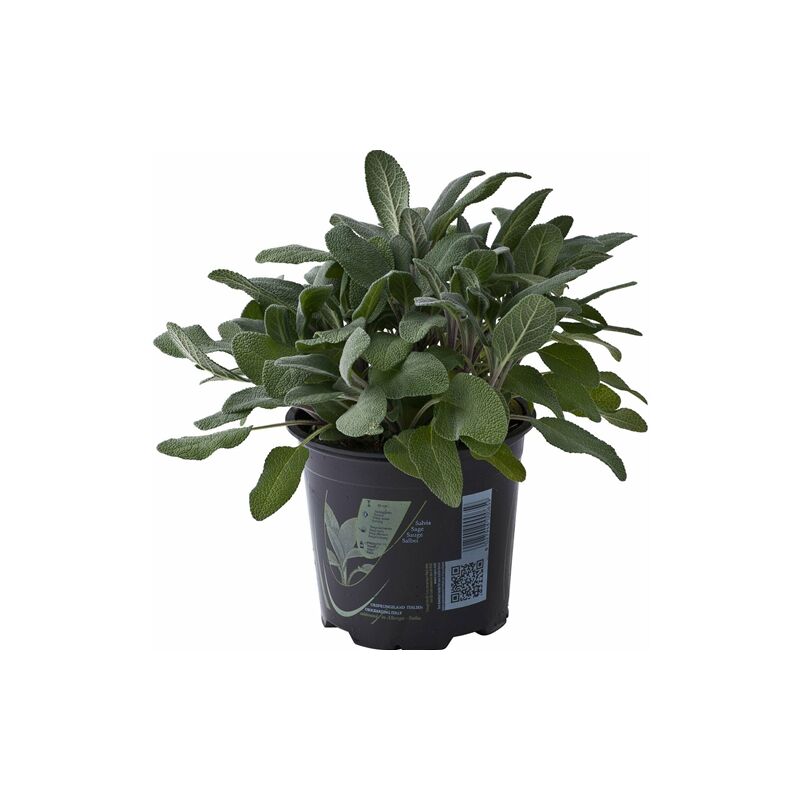 vivaio di castelletto - salvia 'salvia officinalis' pianta aromatica in vaso 14 cm