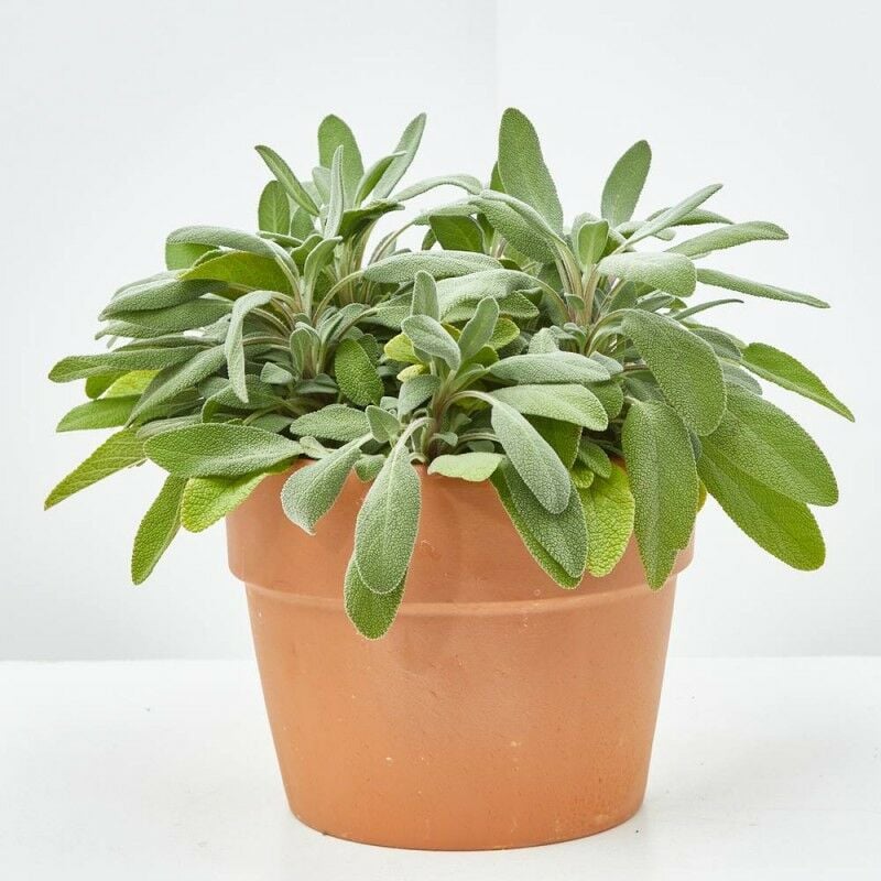 

SALVIA OFFICINALIS - Maceta 3 litros