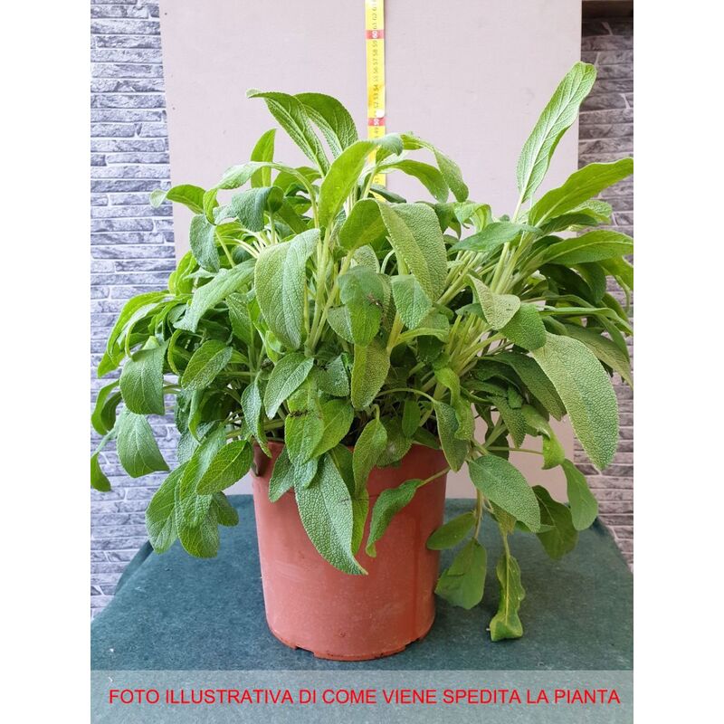 Salvia officinalis en pot de 18CM