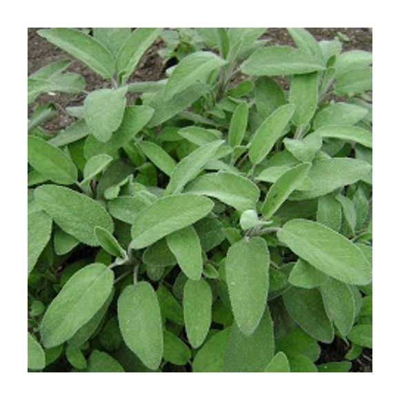 

Salvia - Salvia officinale - Maceta de 13cm - Ecológico