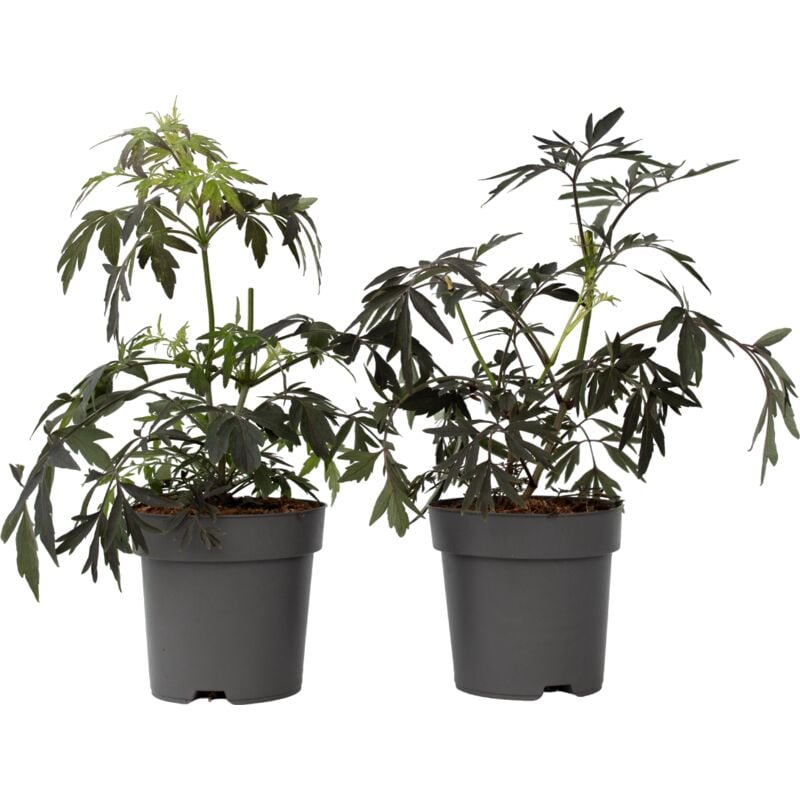 Plant In A Box - Sureau noir - Set de 4 - Sambucus nigra 'Black Lace' - Hauteur 25-40cm - ⌀17cm
