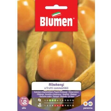Samen Alkekengi essbare Früchte