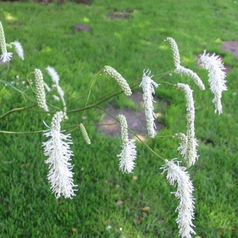Plantes Avenue - Sanguisorba