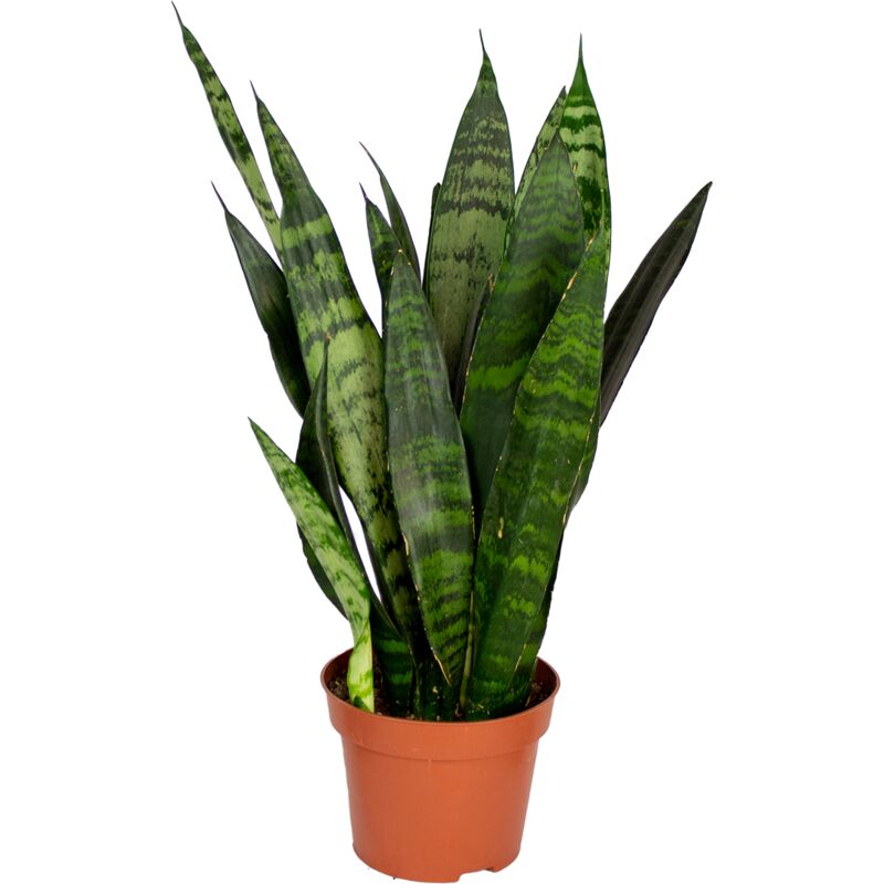 Sansevieria Black Coral P12H30
