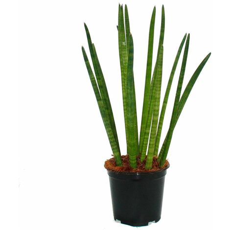 Sansevieria cylindrica - Solitaire - Plante solitaire - pot 19cm