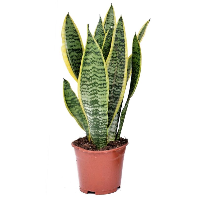 Plant In A Box - Sansevieria Laurentii - Langue de belle-mère - ⌀ 12cm - Hauteur 30-40cm - Vert