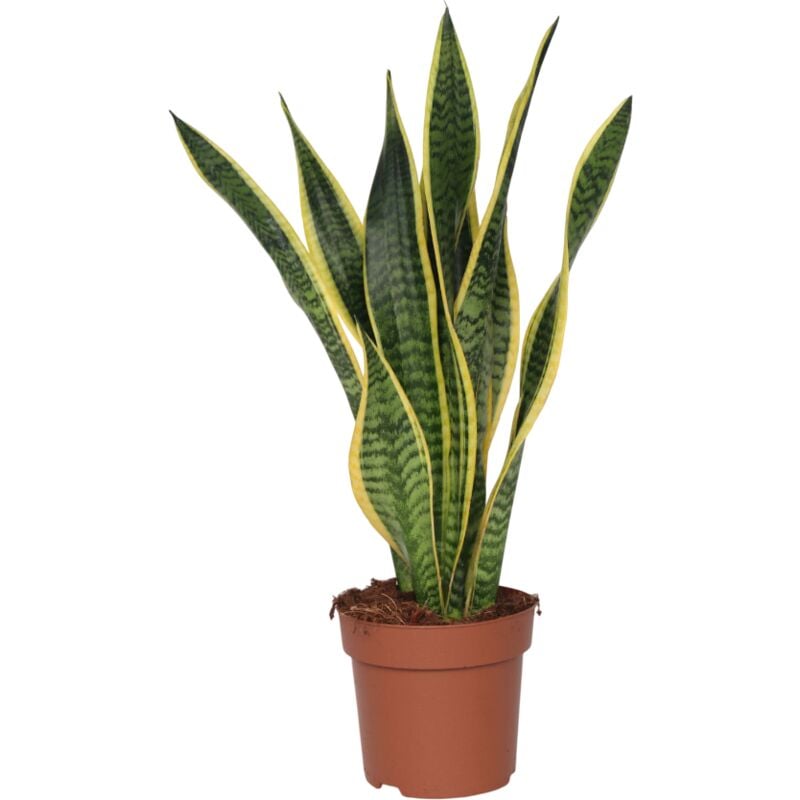 Plant In A Box - Langue de belle-mère - Sansevieria trifasciata Laurentii - H60-70cm - ⌀17cm