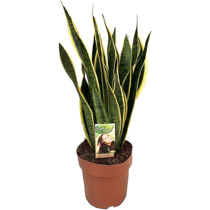 Plant In A Box - Sansevieria Laurentii - Plante d'intérieur facile - Pot 21cm - Hauteur 65-75cm - Vert