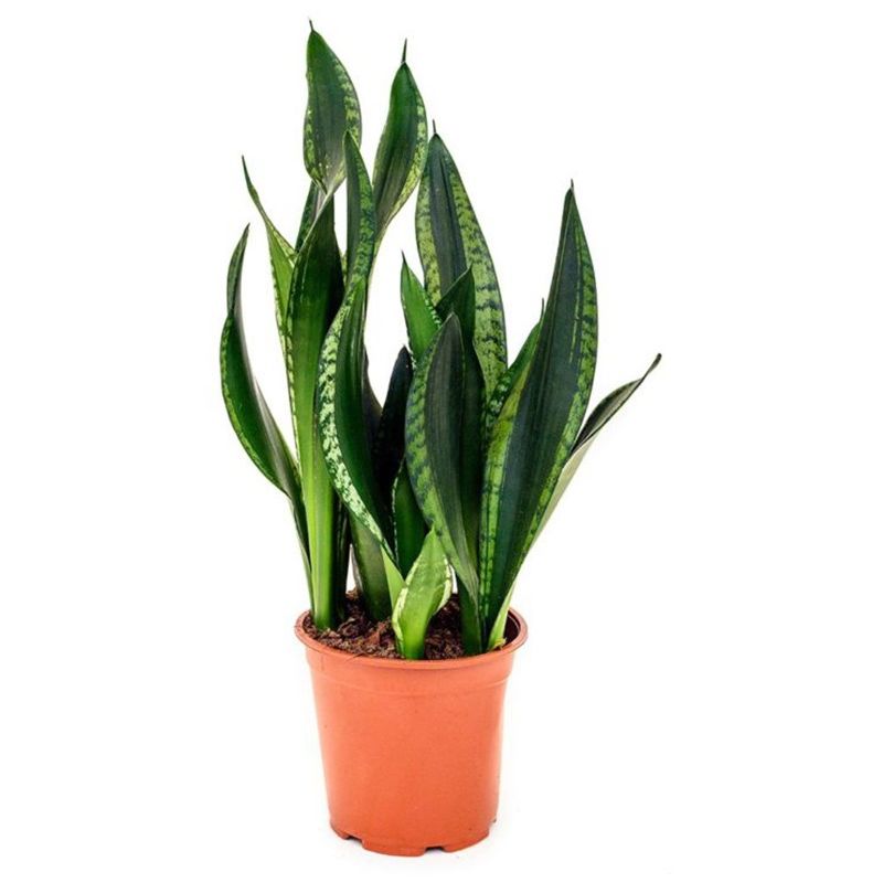 

Sansevieria | Lengua De Serpiente