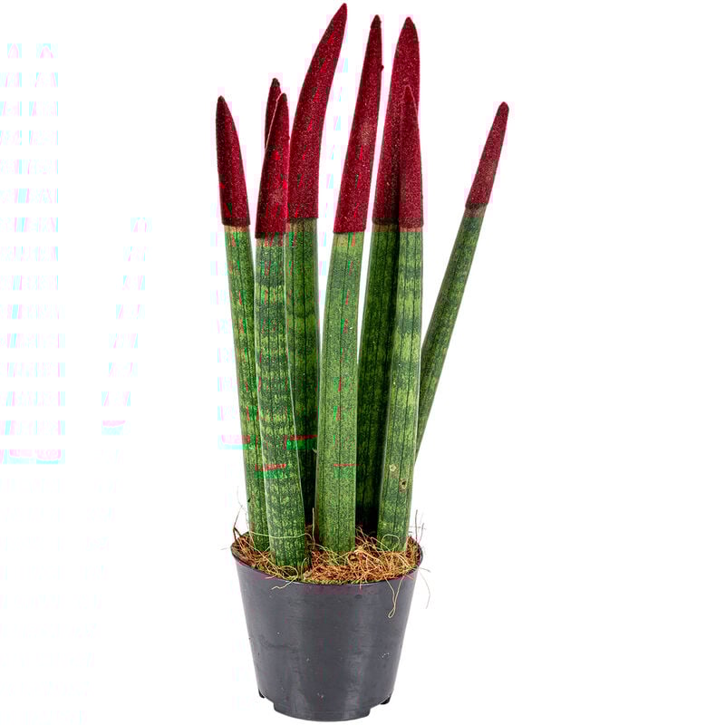 Sansevieria Velvet Touch P9H35