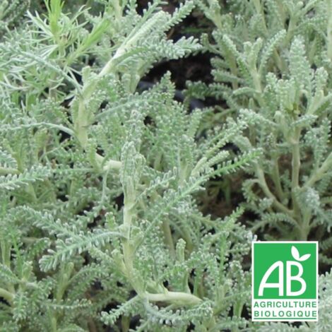Santoline grise BIO