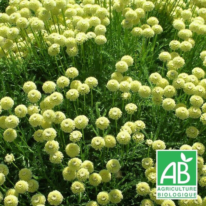 Santoline lindavica BIO/Lot de 5 godets - Jaune