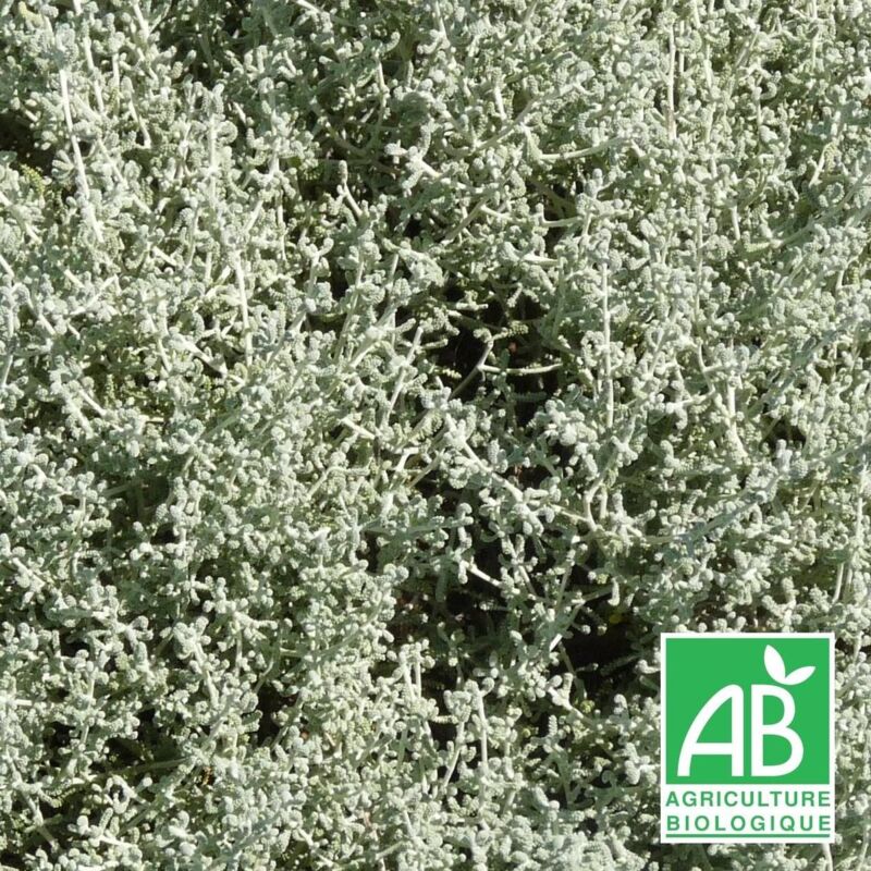 Santoline magonica BIO/Lot de 5 godets - Jaune