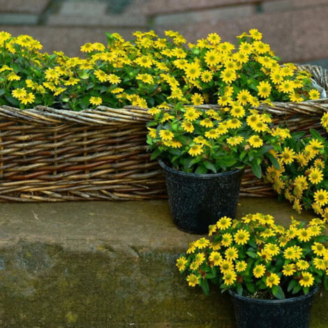 Sanvitalia compact/Pot de 10.5 cm
