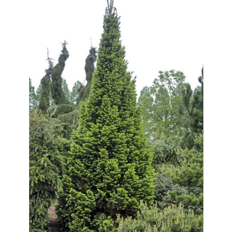 Sapin blanc 'Pyramidalis' Pot de 7,5L/10L