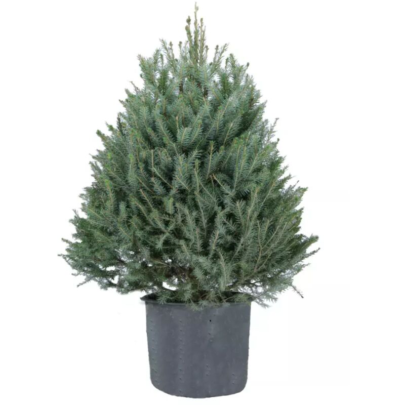 Pépinières Naudet - Sapin de Noël en pot Omorika : 150 à 175cm en pot de 10L