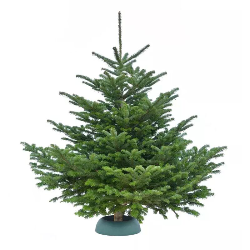Pépinières Naudet - Sapin de Noël Nordmann : 100 à 125cm avec support