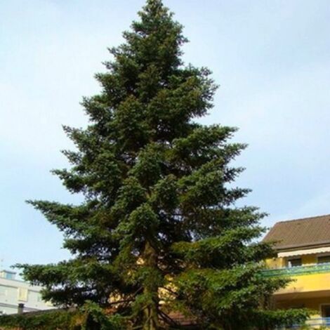 Sapin d'Espagne (Abies pinsapo)