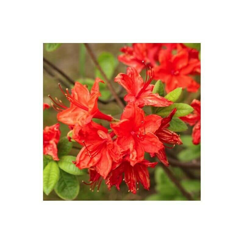 Pepinières Naudet - Rhododendron 'Knaphill Hotspur Red' (Azalea) - Godet 9cm