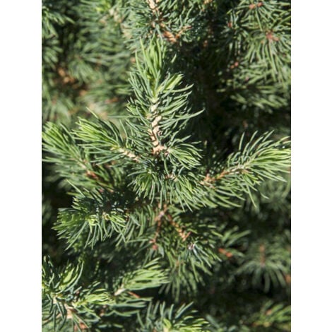 LE JARDIN DU PIC VERT Sapinette blanche, Epinette blanche 'December' Pot de 3L/4L