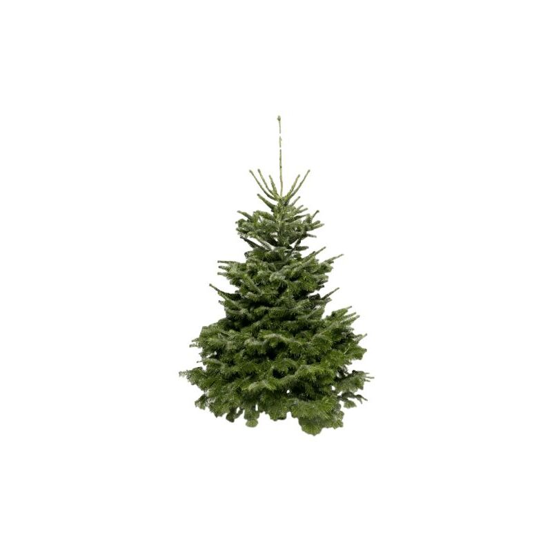Sapins de Noël NORDMANN naturel, 1m75 - 2m - Avec pied réservoir d'eau