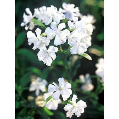 Saponaire officinale 'Alba Plena' Godet de 8/9 cm