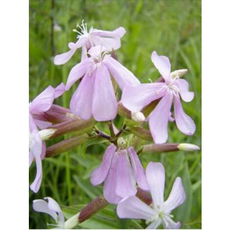 Saponaire officinale Godet de 7/8 cm