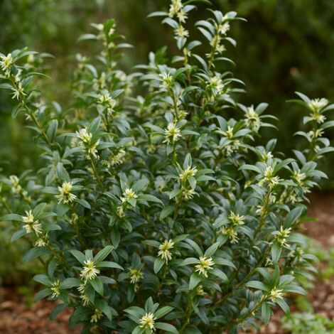 Sarcocoque à feuille de ruscus 'Dragon Gate' (Sarcococca ruscifolia 'Dragon Gate')