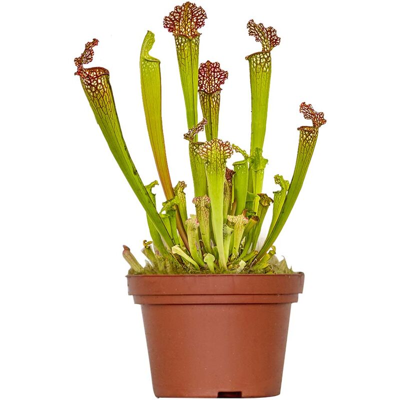 Bloomique - Sarracenia 'Juthatip Soper' – Plante carnivore – Peu d'entretien – ⌀12 cm – ↕10-20 cm