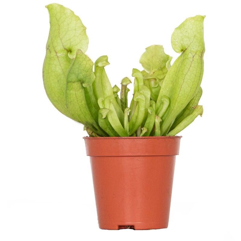 Sarracenia 'Juthatip Soper' – Plante carnivore – Peu d'entretien – ⌀6 cm – ↕05-10 cm
