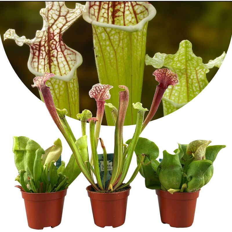 Plant In A Box - Sarracenia purpurea - Lot de 3 - Plante carnivore - Pot 5,5cm - Hauteur 10-15cm - Vert