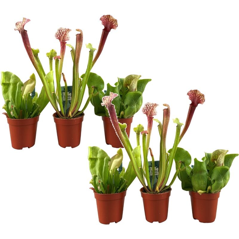 Plant In A Box - Sarracenia purpurea - Lot de 6 - Plante carnivore - Pot 5,5cm - Hauteur 10-15cm - Vert