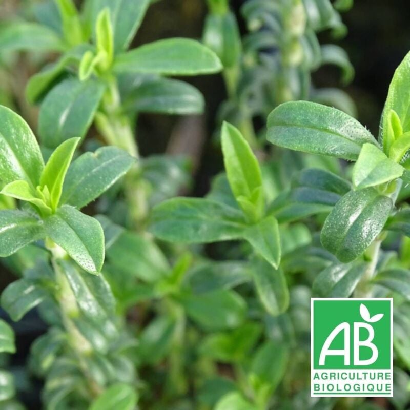 Sarriette de Grèce BIO/Lot de 3 godets