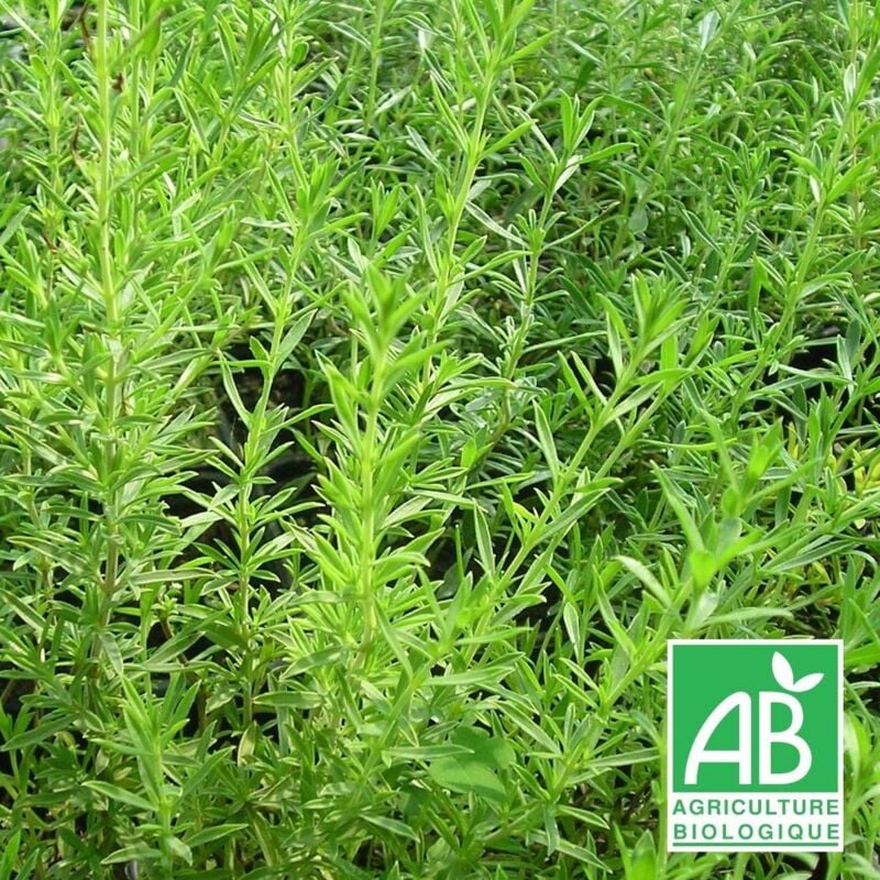 Sarriette de montagne BIO/Lot de 5 godets