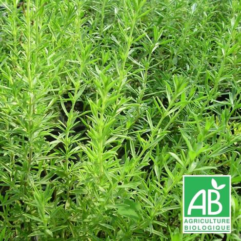 Sarriette de montagne BIO