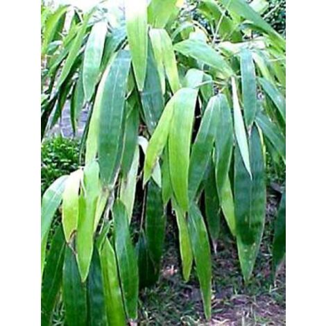 Sasa tessellata Pot de 3L/4L