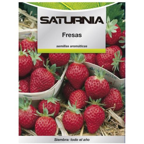 SATURNIA semillas huerto fresas , Semillas huerto fresa- Variedad muy productiva que comparte el mismo perfume agradable que su prima la fresa silvestre, aunque sus frutos so
