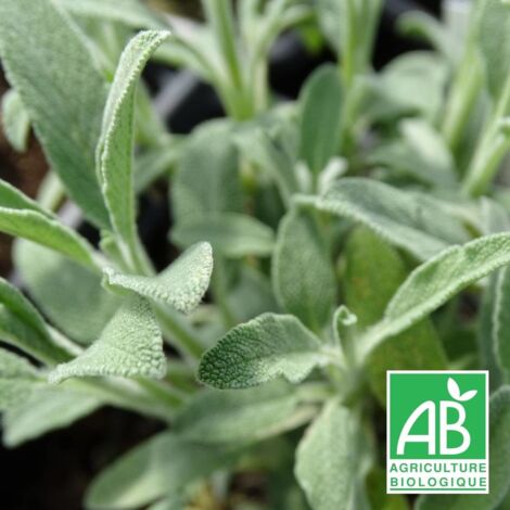 Sauge à feuilles de lavande Roquefure BIO