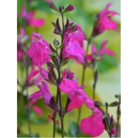 Sauge à petites feuilles 'Cerro Potosi' Pot de 2L/3L
