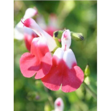 Sauge à petites feuilles 'Hot Lips' Godet de 7/8 cm