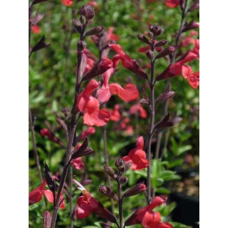 Sauge à petites feuilles Reve® 'Rouge' Godet de 8/9 cm
