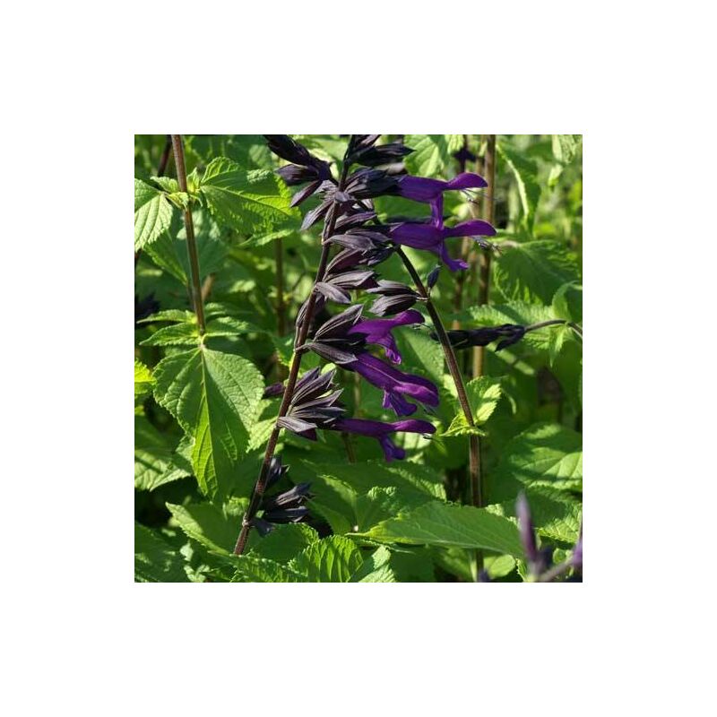 Sauge Amistad® | Conditionnement: Lot de 5 godets