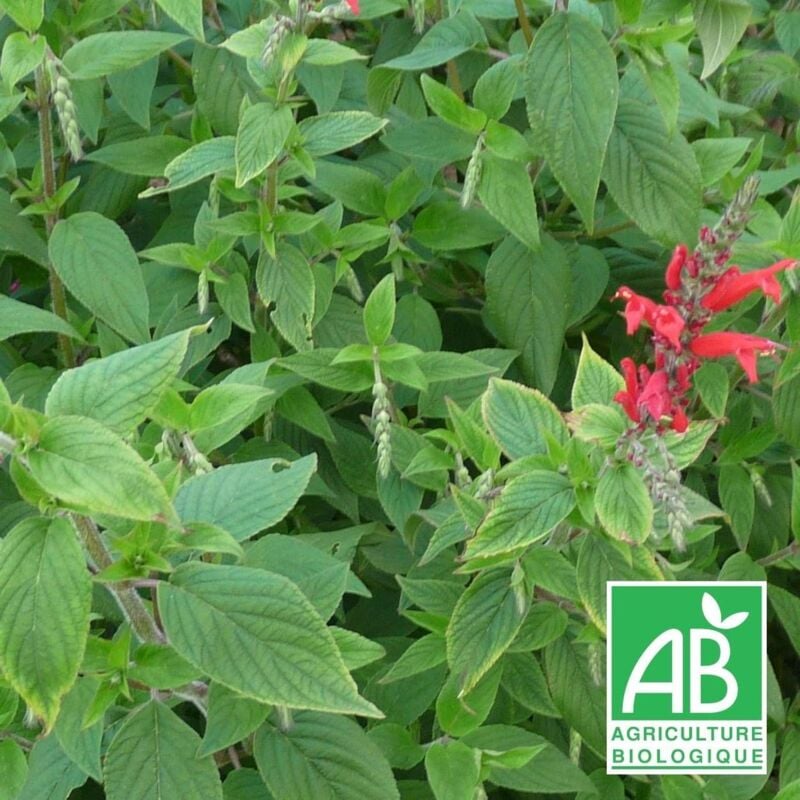 Sauge ananas BIO/Lot de 5 godets