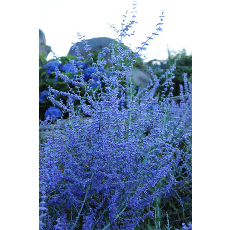 Sauge d'Afghanistan 'Blue Spire' Taille du pot - Pot de 3 Litres