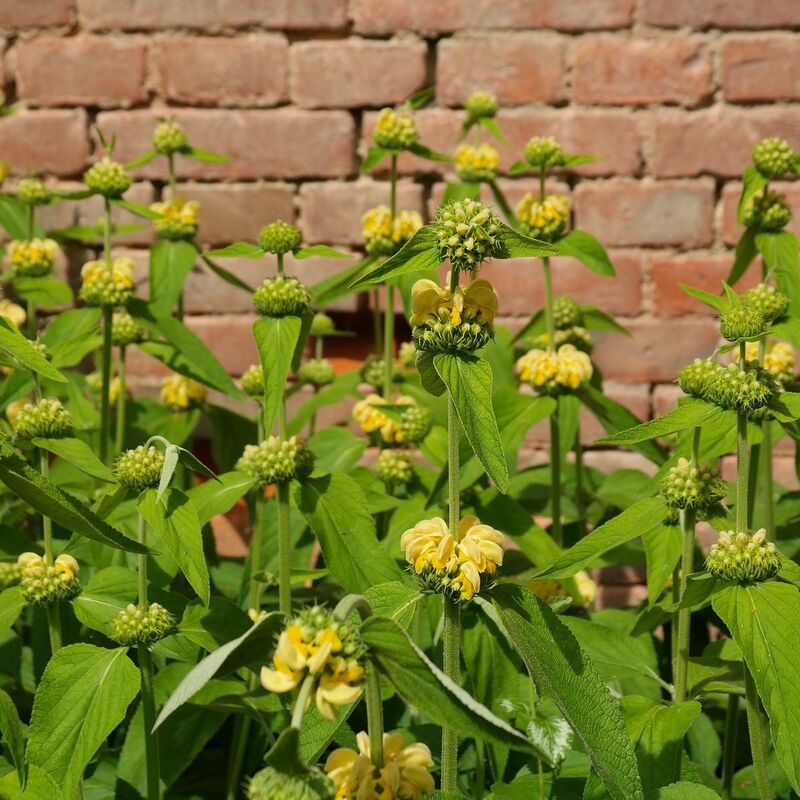 Sauge de Jérusalem | Conditionnement: Lot de 9 godets