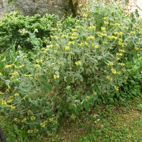 Sauge de Jérusalem (Phlomis Fruticosa) - Godet - Taille 13/25cm