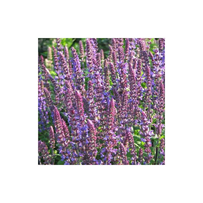 Sauge des bois New Dimension Blue | Conditionnement: Lot de 5 godets