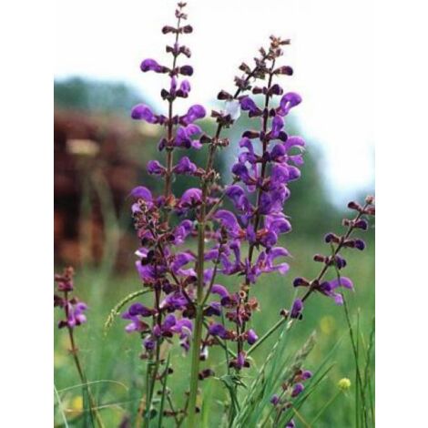 Sauge des près Godet de 8/9 cm